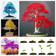 20 Pcs/Bags Blue Fire Maple Tree Bonsai Tree Rare Yellow Red Maple Plants For Home Garden Flower