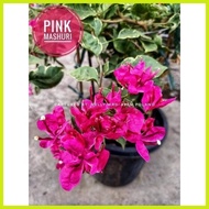 ◆ ◸ SALE!! BOUGAINVILLEA CUTTINGS