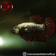 Ikan Cupang Avatar Gold Vampire Top Grade. Jantan / Male - 01