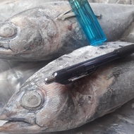 Ikan Baby Tuna Beku Segar Isi 15-40ekor/10kg