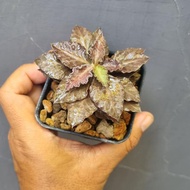 euphorbia tulearensis daun lebar