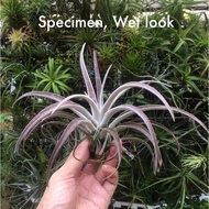 Tillandsia/Airplant Chiapensis