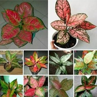 Eflin Tanaman Hias Paket 10 Batang Aglaonema Adelia - Lady Valentine