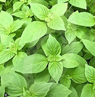 Flavourful Lemon Basil Plant Seed(Ocimum Basilicum) organic