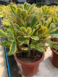 ต้นทองอำพัน มังกรทอง ต้นสูง 30 ซม. กระถาง 8 นิ้ว พุ่มสวยใบดก ลายชัด ต้นไม้มงคล มังกรทอง ยูโฟเบีย ต้น