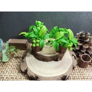 Coconut tree miniature Clay (Coconut tree)
