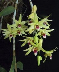 Dendrobium catenatum / 石斛蘭瓶苗