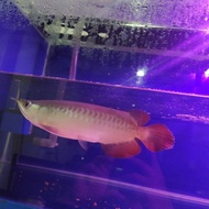 Ikan arwana 18 CM super Red