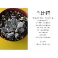 心栽花坊-丘比特(邱比特)(3吋)(多肉植物)售價300特價250