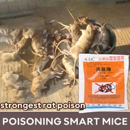 BLG🐭Rat Killer🐭racun tikus paling kuat 老鼠药 20 years of professional rodent control, the comprehensive rate of rodent control is as high as 87% ubat tikus ubat tikus rat poison killer ubat tikus paling kuat mati rat killer rat poison racun tikus