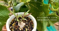 多肉植物 大戟科-人叁大戟Monadenium montanum var．rubellum 觀葉 塊根植物