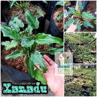 Philodendron Xanadu live