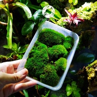 🔥Terrarium Moss🔥 Star Moss - Terrarium / Garden / Paludarium / Vivarium