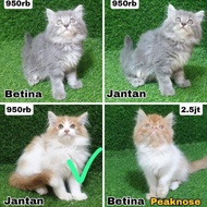 Jual Kitten Anak Kucing Anggora Persia Angora 2.5 Bulan Jantan Betina