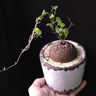 很圓) 南非龜甲龍   6.3cm   連 花盆 塊根 植物 盆栽 Plant  caudex 非象牙宮 禮物 gift【實拍。只此一盆】 👑 10年老店