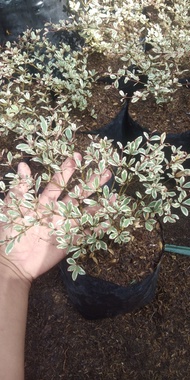 variegated african talisay live plant rare plant stable and  rooted. outdoor plant