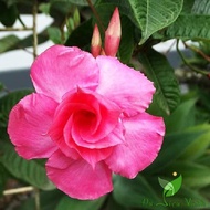 Rose ANH Double Petals Pink Lotus Petals - Flower Pots, Are Climbing Strong