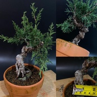 apanese juniper shimpaku itoigawa/日本系鱼川真柏 盆景 (bonsai plant/live plant/outdoor plant）