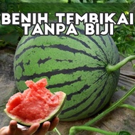 Benih Tembikai Tanpa Biji 10pcs Seedless Watermelon 无籽西瓜