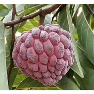 Anak Pokok Buah Nona/castard Apple Plant Hybrid Berbuah cepat