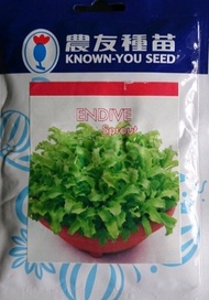 SELADA ENDIVE 50 GRAM PACK BESAR benih biji endive sprout microgreen
