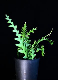 138 鋸齒曇花 / 魚骨令箭 Fishbone cactus ( Disocactus anguliger )