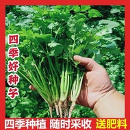 Coriander Seeds Four Seasons Instant Large Leaf Coriander Coriander Coriander Seeds Balcony Potted V