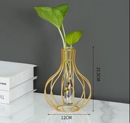 水種黃金葛盆栽