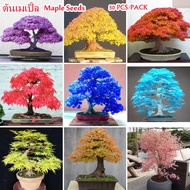 【Singapore Stock】100% Original Rare Mix Maple Seeds for Planting (50 Seeds Per Pack) Maple Tree Live Plant Flower Seeds Bonsai Cny Plants for Sale Blossom Air Plant for Home &amp; Garden Flowers Decoration Vegetable Flowering Indoor Plants Seeds Easy Grow