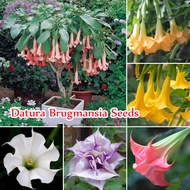 🌺บานเพื่อคุณเท่านั้น🌺Mix Colour 50PCS Datura Brugmansia Seeds flower seed เมล็ดดอกไม้ ไม้ประดับ กล้วยไม้ เมล็ดดอกไม้สวย บอนไซ บอนสีหายาก แต่งบ้านและสวน Plants พันธุ์ไม้หายาก