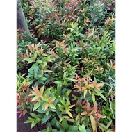 Eugenia !️(ROOTED!!️)