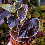 Begonia Darthvaderiana [RARE Plant]