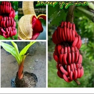 bibit pisang merah pisang kidang murah