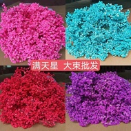 Immortal Gypsophila Gypsophila Dried Flower Stall Bouquet Flower Material Bouquet Dried Flower Immor