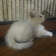 Kucing Himala/Kucing Persia/ Kucing Rag Doll/ Kucing Anggora