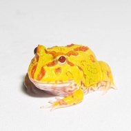 Katak Pacman / Pacman Frog / Kodok Pacman / Kodok Hias / Strawberry Camo Sunburst Brown Green Albino