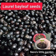 Laurel bay leaf seed pack ( 6 seeds)