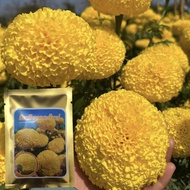 เมล็ดดาวเรืองสีเหลืองรุ่นใหม่ล่าสุด ดอกกลมดอกใหญ่ ได้น้ำหนักดี ปลูกได้ทุกฤดู