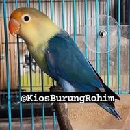 burung lovebird PB blue jantan/betina paud dan dewasa