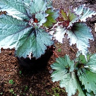 tanaman begonia silver keong