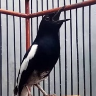BURUNG KACER DAHIT/DADA HITAM MURAH
