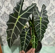 TANAMAN HIAS KELADI AMAZON - KELADI AMAZON