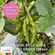 HSK [20pc] BIJI BENIH EDAMAME MISONO GREEN EM 200 SEED