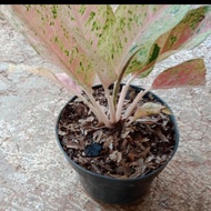 aglonema big roy/tanaman aglonema