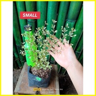 ◲ ✁ ∇  Variegated African Talisay  Garden Decoration