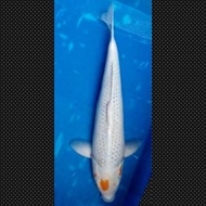 Flash Salee Ikan Koi Asagi Import Jepang Sertifikat Ooya Farm Code 56