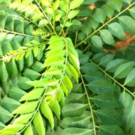FRESH KOJA BAY CURRY LEAVES 15 stalks