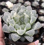 50 เมล็ดพันธุ์ เมล็ด ซักคิวเลนต์ หรือ ไม้อวบน้ำ กระบองเพชร ฮาโวร์เทีย (Haworthia) Succulent seeds อัตราการงอก 80-85%