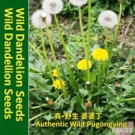 10000seeds Dandelion seeds, wild edible vegetable seeds, four-season wild vegetable seeds, dandelion