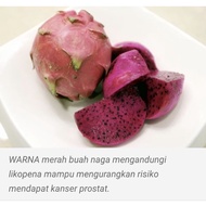 3 keratan  Pokok Naga Merah-RED RUBY